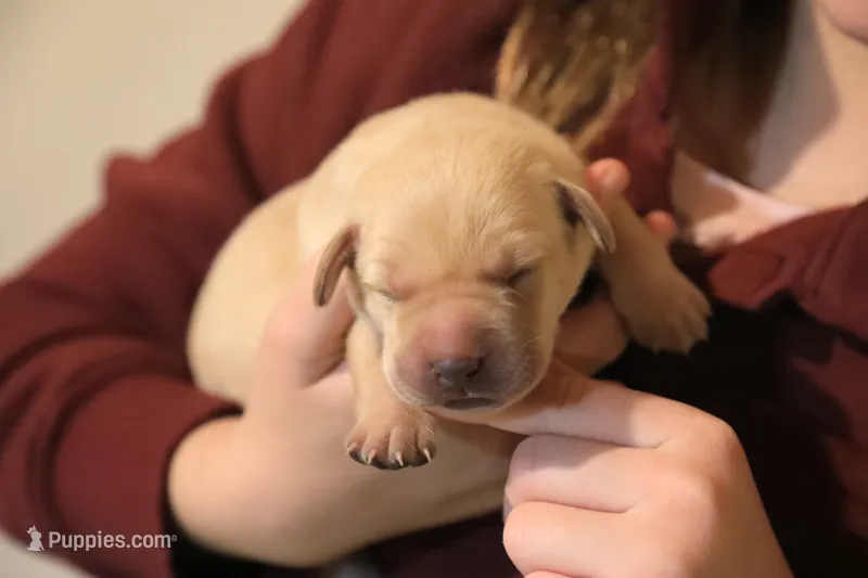 yellow male 2 – Labrador Retriever puppy for sale in Pleasant Dale, NE