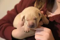yellow male 2, a male Labrador Retriever for sale in Pleasant Dale, NE – 1 of 4