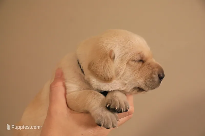 yellow female 1 – Labrador Retriever puppy for sale in Pleasant Dale, NE