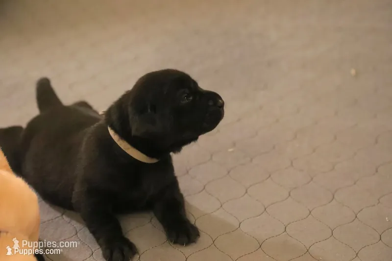 black female 1 – Labrador Retriever puppy for sale in Pleasant Dale, NE