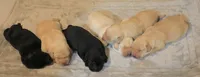 yellow female 2, a female Labrador Retriever for sale in Pleasant Dale, NE – 4 of 4