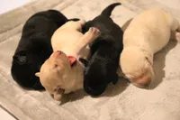 black female 2, a female Labrador Retriever for sale in Pleasant Dale, NE – 3 of 4