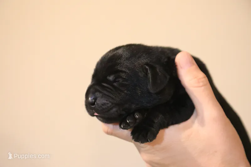 black female 1 – Labrador Retriever puppy for sale in Pleasant Dale, NE