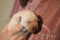 yellow male 1, a male Labrador Retriever for sale in Pleasant Dale, NE – 4 of 4