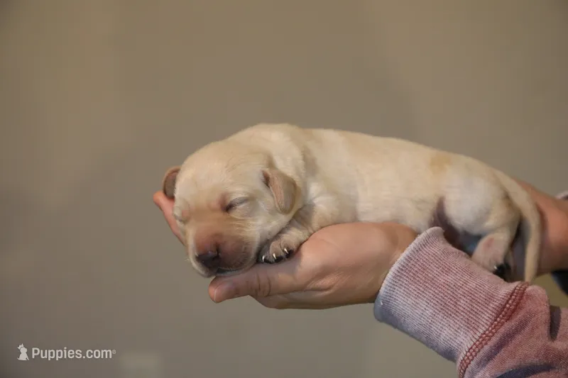 yellow male 1 – Labrador Retriever puppy for sale in Pleasant Dale, NE