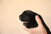 black female 1, a female Labrador Retriever for sale in Pleasant Dale, NE – 2 of 4