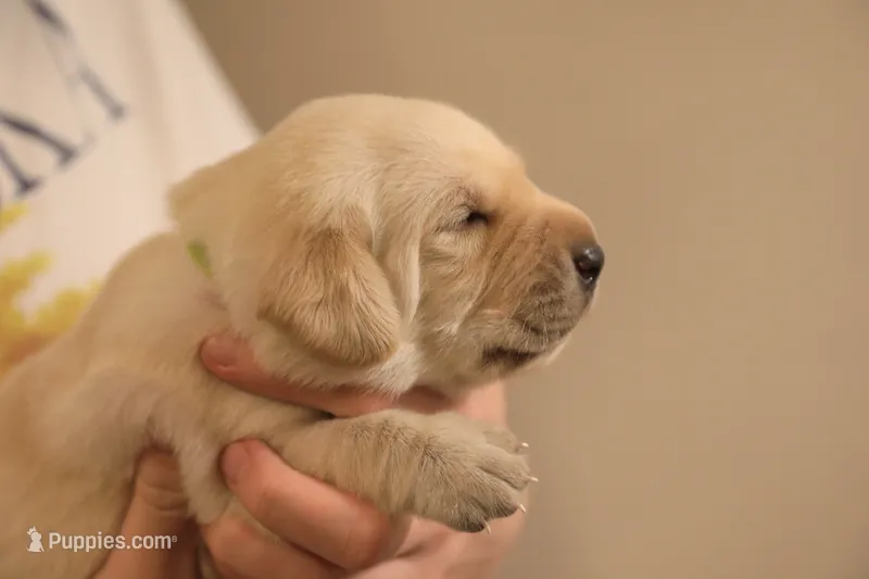 yellow male 1 – Labrador Retriever puppy for sale in Pleasant Dale, NE