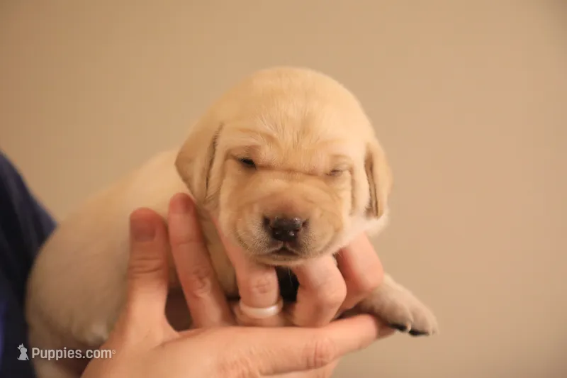yellow female 2 – Labrador Retriever puppy for sale in Pleasant Dale, NE