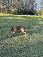 Zoe, a female Belgian Malinois and German Shepherd Dog for sale in Brookhaven, MS – 8 of 8
