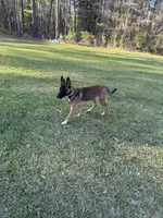 Zoe, a female Belgian Malinois and German Shepherd Dog for sale in Brookhaven, MS – 5 of 8