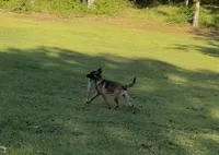 Keyli, a female Belgian Malinois and German Shepherd Dog for sale in Brookhaven, MS – 2 of 4