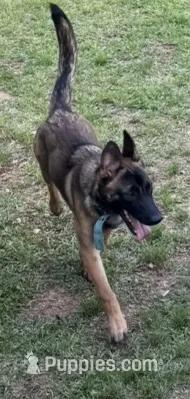 Keyli – Belgian Malinois, German Shepherd Dog puppy for sale in Brookhaven, MS