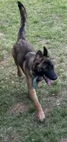 Keyli, a female Belgian Malinois and German Shepherd Dog for sale in Brookhaven, MS – 1 of 4