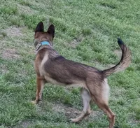 Keyli, a female Belgian Malinois and German Shepherd Dog for sale in Brookhaven, MS – 3 of 4