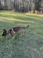 Zoe, a female Belgian Malinois and German Shepherd Dog for sale in Brookhaven, MS – 4 of 8