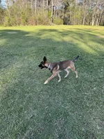 Zoe, a female Belgian Malinois and German Shepherd Dog for sale in Brookhaven, MS – 7 of 8
