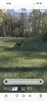 Zoe, a female Belgian Malinois and German Shepherd Dog for sale in Brookhaven, MS – 3 of 8