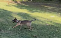Keyli, a female Belgian Malinois and German Shepherd Dog for sale in Brookhaven, MS – 4 of 4