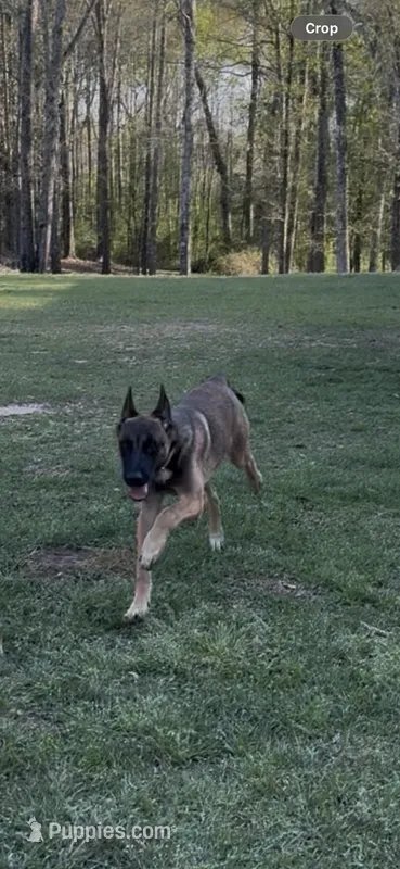 Zoe, a female Belgian Malinois and German Shepherd Dog for sale in Brookhaven, MS – 1 of 8