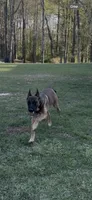 Zoe, a female Belgian Malinois and German Shepherd Dog for sale in Brookhaven, MS – 1 of 8