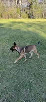 Zoe, a female Belgian Malinois and German Shepherd Dog for sale in Brookhaven, MS – 2 of 8