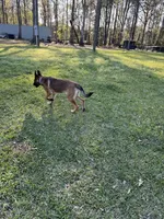 Zoe, a female Belgian Malinois and German Shepherd Dog for sale in Brookhaven, MS – 6 of 8
