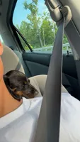 Chicharito , a male Miniature Dachshund for sale in Gaffney, SC – 1 of 3