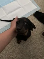 Chicharito , a male Miniature Dachshund for sale in Gaffney, SC – 3 of 3