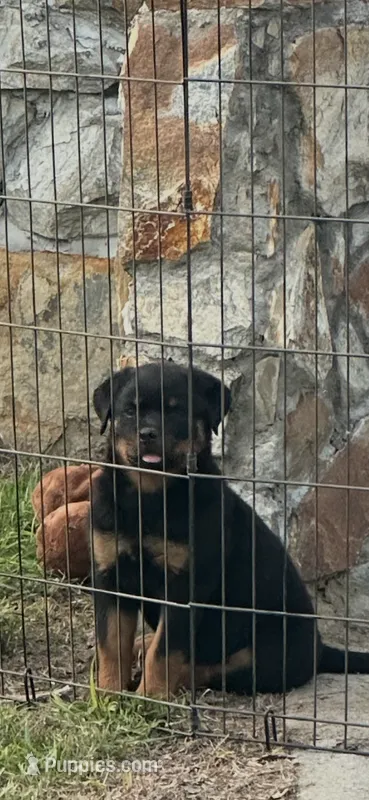 Sheba – Rottweiler puppy for sale in Clayton, NC