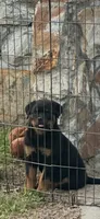 Sheba, a female Rottweiler for sale in Clayton, NC – 1 of 1