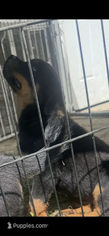 Tyson – Rottweiler puppy for sale in Clayton, NC
