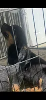 Tyson, a male Rottweiler for sale in Clayton, NC – 1 of 2