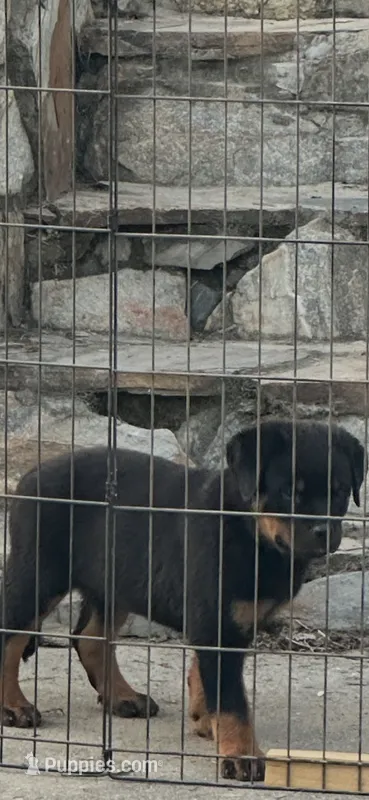 Raven – Rottweiler puppy for sale in Clayton, NC