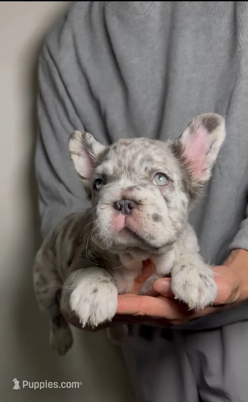Mimi the Fluffy Frenchie – French Bulldog puppy for sale in Playa Vista, CA