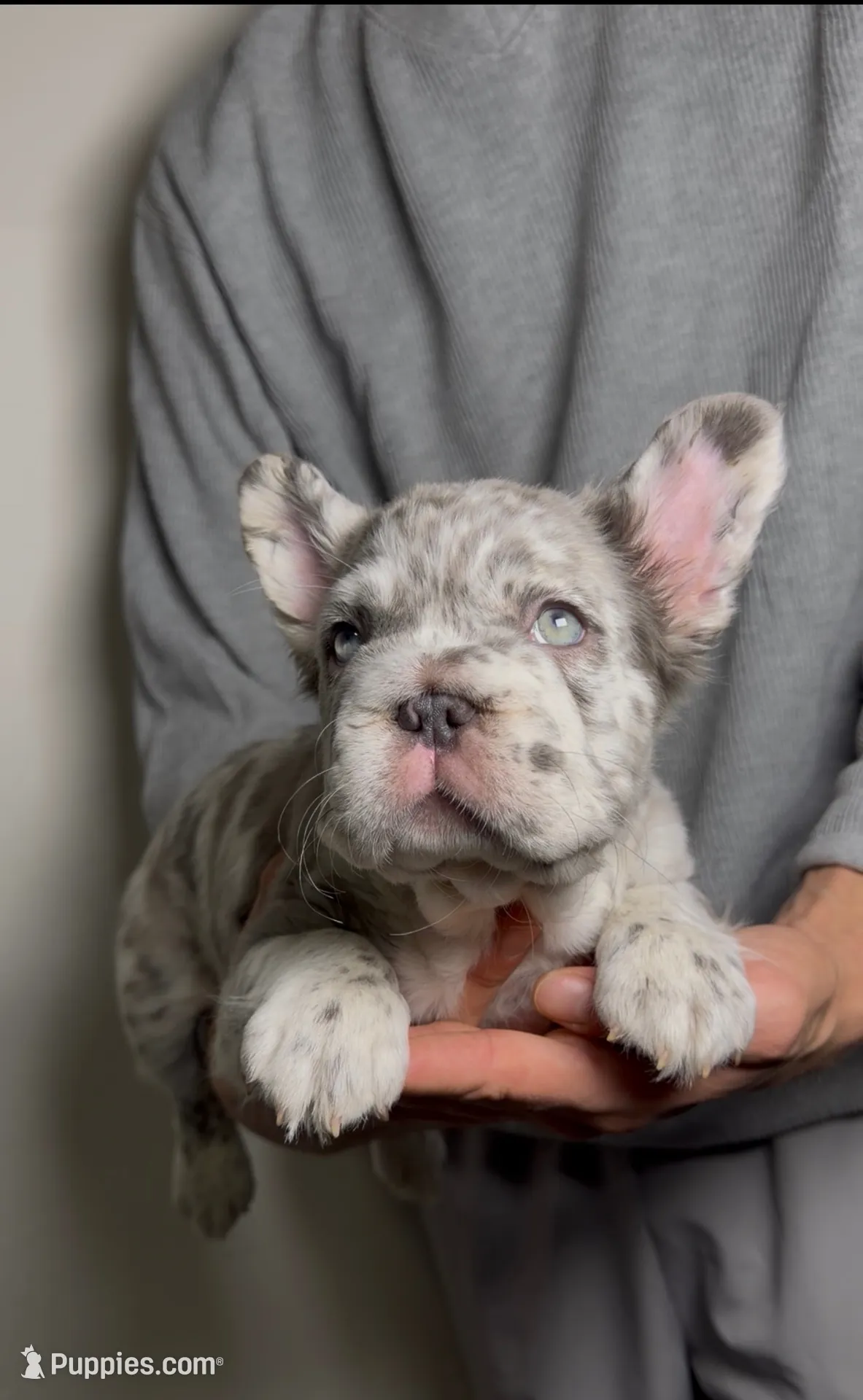 Mimi the Fluffy Frenchie, a female French Bulldog for sale in Playa Vista, CA – 1 of 7