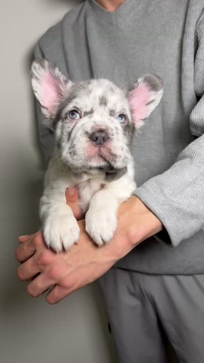 Milo, a male French Bulldog for sale in Playa Vista, CA – 4 of 4