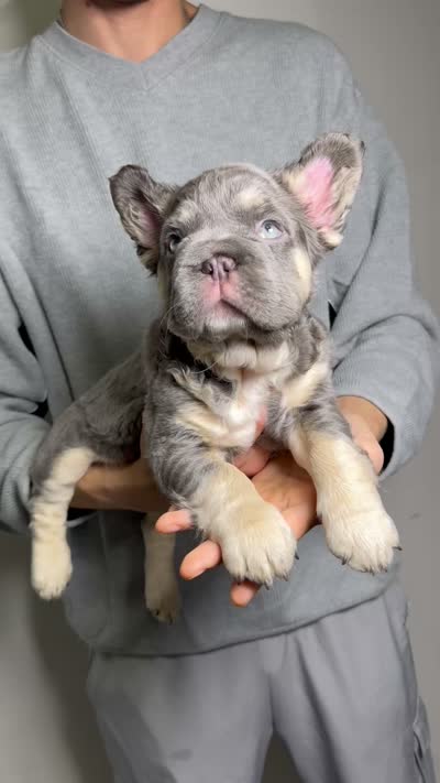 Chapo, a male French Bulldog for sale in Playa Vista, CA – 7 of 7