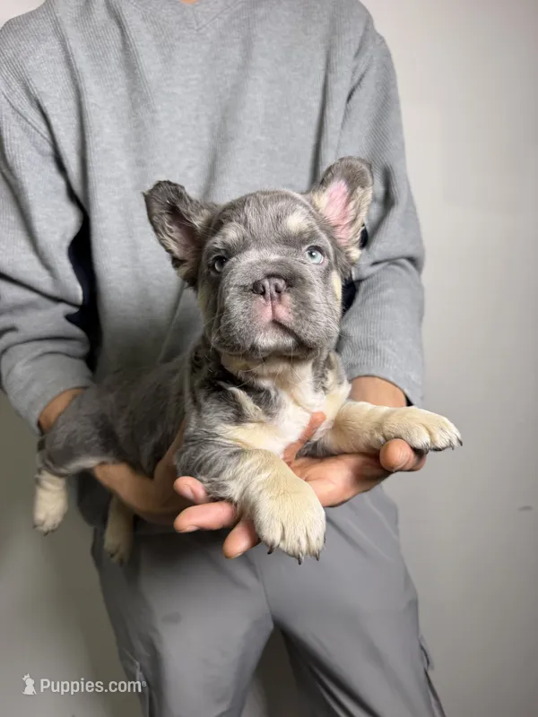 Chapo – French Bulldog puppy for sale in Playa Vista, CA
