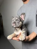Chapo, a male French Bulldog for sale in Playa Vista, CA – 2 of 7