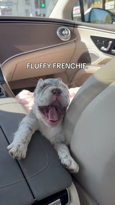 Mimi , a female French Bulldog for sale in Playa Vista, CA – 6 of 6