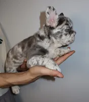 Mimi , a female French Bulldog for sale in Playa Vista, CA – 2 of 6