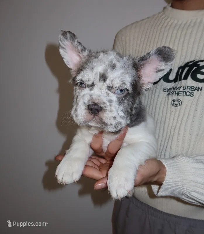 Milo – French Bulldog puppy for sale in Playa Vista, CA