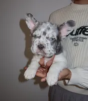 Milo, a male French Bulldog for sale in Playa Vista, CA – 1 of 4