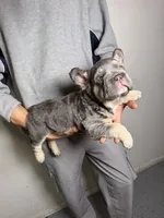 Chapo, a male French Bulldog for sale in Playa Vista, CA – 3 of 7
