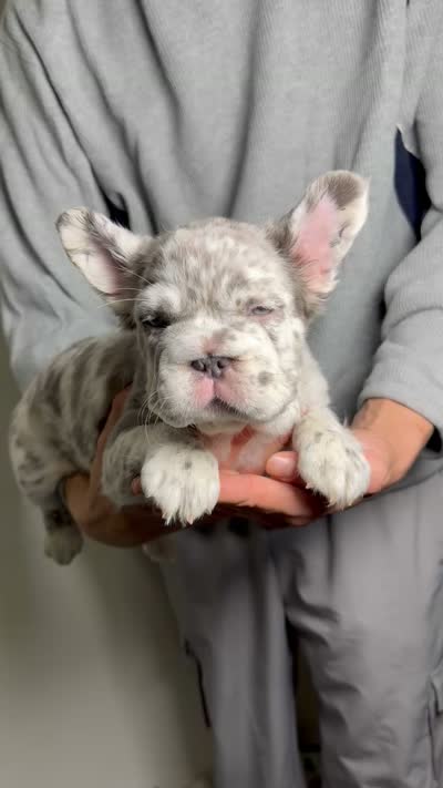 Mimi , a female French Bulldog for sale in Playa Vista, CA – 5 of 6