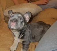Chapo, a male French Bulldog for sale in Playa Vista, CA – 4 of 7