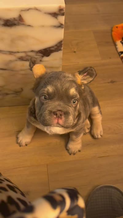 Chapo, a male French Bulldog for sale in Playa Vista, CA – 5 of 7