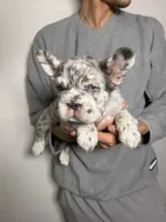 Mimi , a female French Bulldog for sale in Playa Vista, CA – 3 of 6