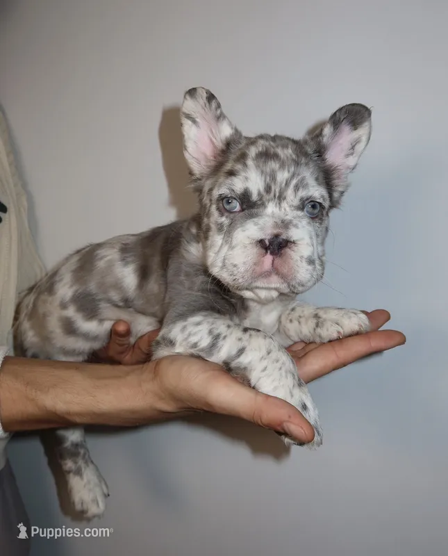 Mimi , a female French Bulldog for sale in Playa Vista, CA – 1 of 6