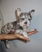 Mimi , a female French Bulldog for sale in Playa Vista, CA – 1 of 6
